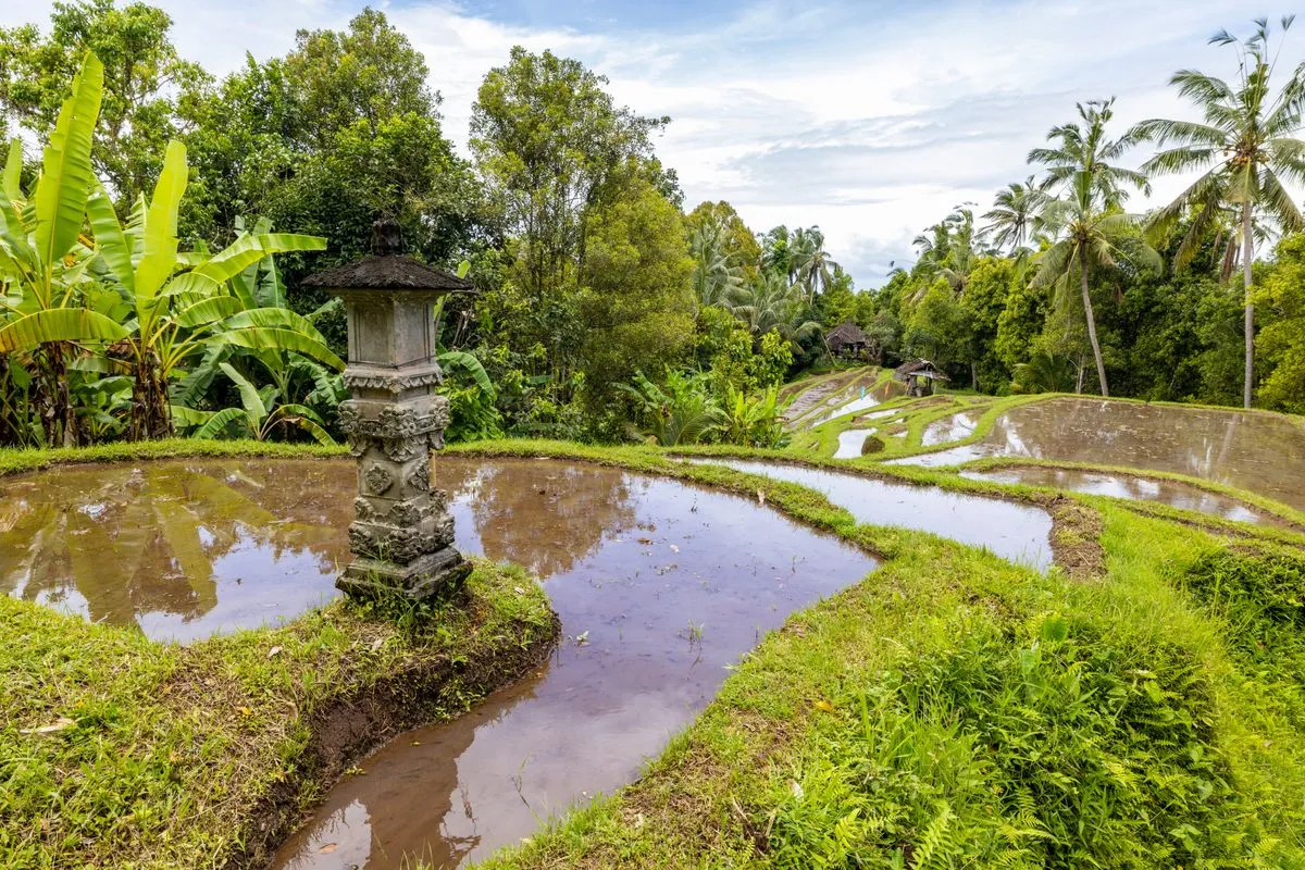 Terraços de arroz cercados de vegetação tropical em Bali