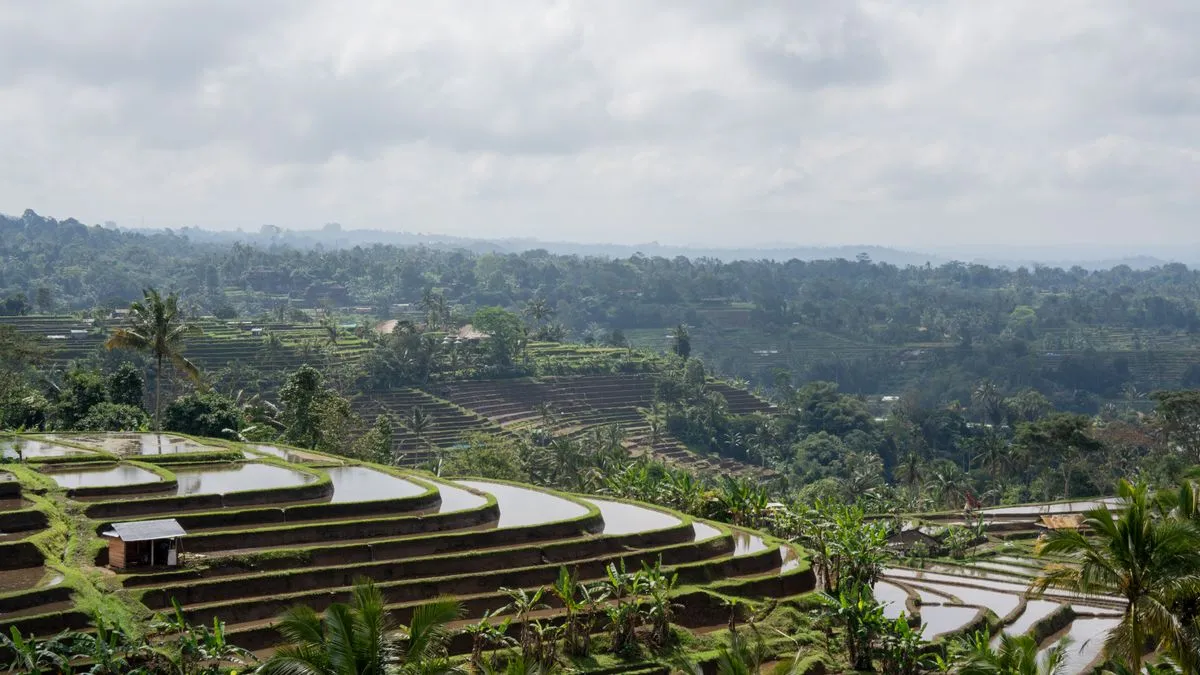 Terraços de arroz de Jatiluwih, patrimônio da UNESCO em Bali