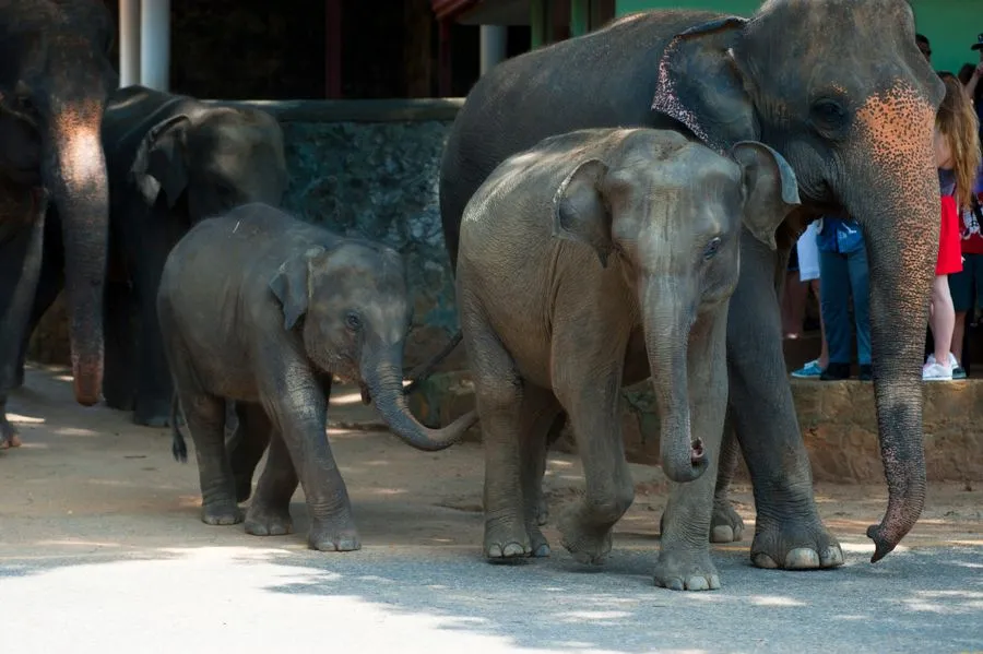 Sri Lanka