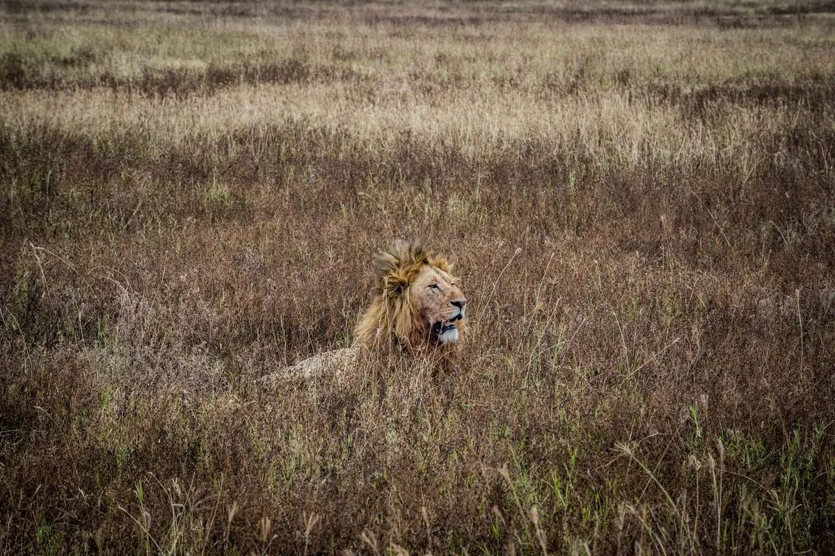 Leão descansando na paisagem selvagem da Tanzânia