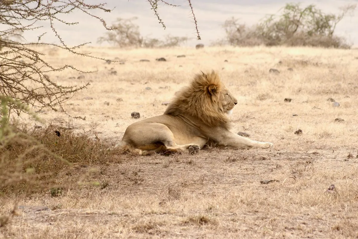 Leão macho deitado na savana da Tanzânia