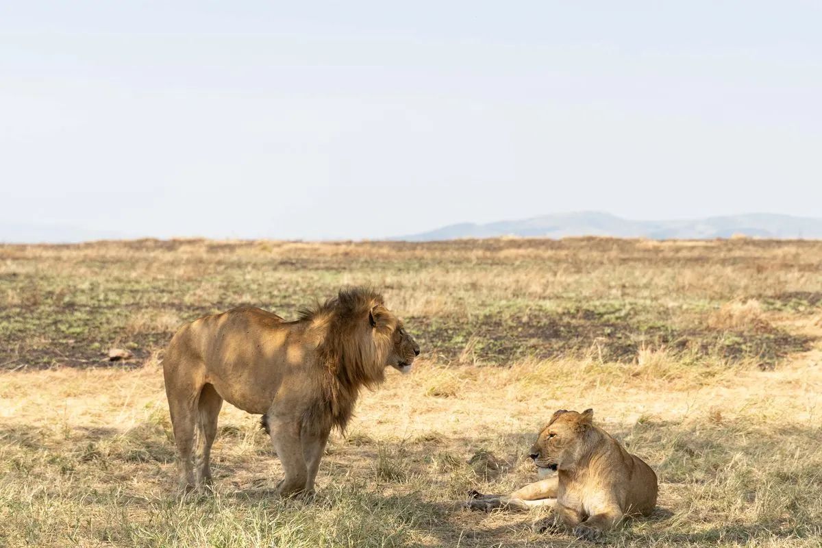 Leões descansando na savana dourada do Serengeti, na Tanzânia